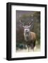 Red Deer Stag (Cervus Elaphus), Arran, Scotland, United Kingdom, Europe-Ann and Steve Toon-Framed Photographic Print