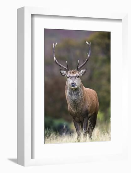 Red Deer Stag (Cervus Elaphus), Arran, Scotland, United Kingdom, Europe-Ann and Steve Toon-Framed Photographic Print