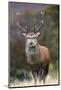 Red Deer Stag (Cervus Elaphus), Arran, Scotland, United Kingdom, Europe-Ann and Steve Toon-Mounted Photographic Print