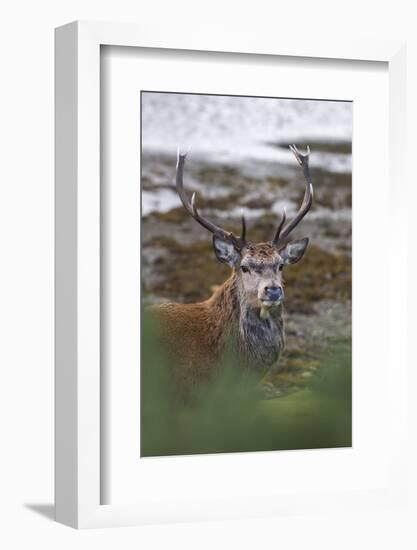 Red Deer Stag (Cervus Elaphus), Arran, Scotland, United Kingdom, Europe-Ann and Steve Toon-Framed Photographic Print