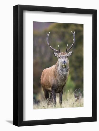 Red deer stag (Cervus elaphus), Arran, Scotland, United Kingdom, Europe-Ann&Steve Toon-Framed Photographic Print