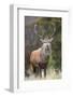 Red deer stag (Cervus elaphus), Arran, Scotland, United Kingdom, Europe-Ann&Steve Toon-Framed Photographic Print