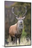 Red deer stag (Cervus elaphus), Arran, Scotland, United Kingdom, Europe-Ann&Steve Toon-Mounted Photographic Print
