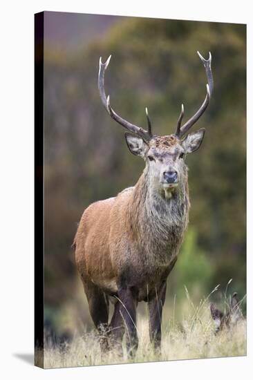 Red deer stag (Cervus elaphus), Arran, Scotland, United Kingdom, Europe-Ann&Steve Toon-Stretched Canvas