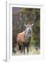 Red deer stag (Cervus elaphus), Arran, Scotland, United Kingdom, Europe-Ann&Steve Toon-Framed Photographic Print