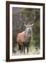 Red deer stag (Cervus elaphus), Arran, Scotland, United Kingdom, Europe-Ann&Steve Toon-Framed Photographic Print