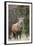 Red deer stag (Cervus elaphus), Arran, Scotland, United Kingdom, Europe-Ann&Steve Toon-Framed Photographic Print