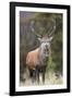 Red deer stag (Cervus elaphus), Arran, Scotland, United Kingdom, Europe-Ann&Steve Toon-Framed Photographic Print