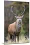 Red deer stag (Cervus elaphus), Arran, Scotland, United Kingdom, Europe-Ann&Steve Toon-Mounted Photographic Print