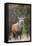 Red deer stag (Cervus elaphus), Arran, Scotland, United Kingdom, Europe-Ann&Steve Toon-Framed Stretched Canvas