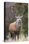 Red deer stag (Cervus elaphus), Arran, Scotland, United Kingdom, Europe-Ann&Steve Toon-Stretched Canvas