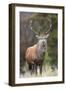 Red deer stag (Cervus elaphus), Arran, Scotland, United Kingdom, Europe-Ann&Steve Toon-Framed Photographic Print