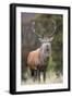 Red deer stag (Cervus elaphus), Arran, Scotland, United Kingdom, Europe-Ann&Steve Toon-Framed Photographic Print