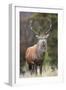 Red deer stag (Cervus elaphus), Arran, Scotland, United Kingdom, Europe-Ann&Steve Toon-Framed Photographic Print