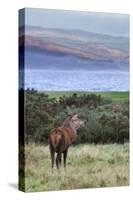 Red Deer Stag (Cervus Elaphus), Isle of Arran, Scotland, United Kingdom, Europe-Ann and Steve Toon-Stretched Canvas