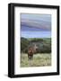 Red Deer Stag (Cervus Elaphus), Isle of Arran, Scotland, United Kingdom, Europe-Ann and Steve Toon-Framed Photographic Print