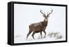 Red Deer Stag (Cervus Elaphus) on Open Moorland in Snow, Cairngorms Np, Scotland, UK, December-Mark Hamblin-Framed Stretched Canvas