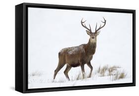 Red Deer Stag (Cervus Elaphus) on Open Moorland in Snow, Cairngorms Np, Scotland, UK, December-Mark Hamblin-Framed Stretched Canvas