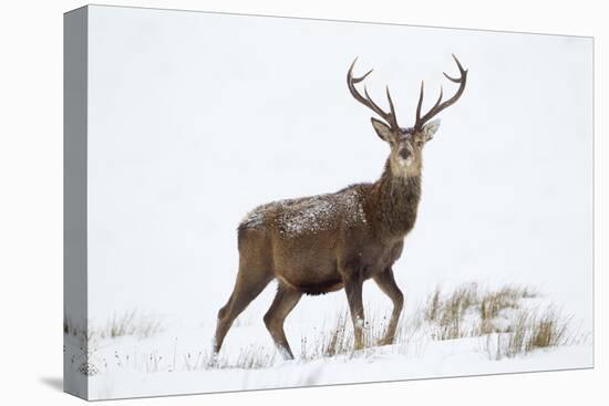 Red Deer Stag (Cervus Elaphus) on Open Moorland in Snow, Cairngorms Np, Scotland, UK, December-Mark Hamblin-Stretched Canvas