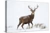 Red Deer Stag (Cervus Elaphus) on Open Moorland in Snow, Cairngorms Np, Scotland, UK, December-Mark Hamblin-Stretched Canvas