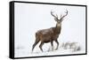 Red Deer Stag (Cervus Elaphus) on Open Moorland in Snow, Cairngorms Np, Scotland, UK, December-Mark Hamblin-Framed Stretched Canvas