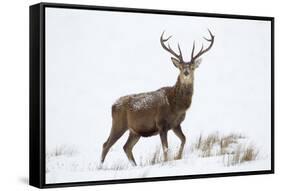 Red Deer Stag (Cervus Elaphus) on Open Moorland in Snow, Cairngorms Np, Scotland, UK, December-Mark Hamblin-Framed Stretched Canvas