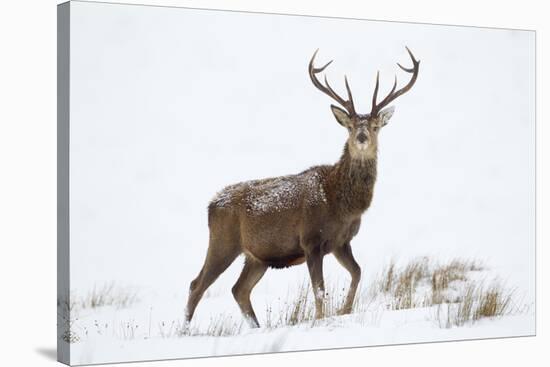 Red Deer Stag (Cervus Elaphus) on Open Moorland in Snow, Cairngorms Np, Scotland, UK, December-Mark Hamblin-Stretched Canvas