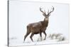 Red Deer Stag (Cervus Elaphus) on Open Moorland in Snow, Cairngorms Np, Scotland, UK, December-Mark Hamblin-Stretched Canvas