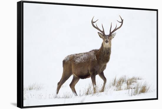 Red Deer Stag (Cervus Elaphus) on Open Moorland in Snow, Cairngorms Np, Scotland, UK, December-Mark Hamblin-Framed Stretched Canvas
