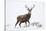 Red Deer Stag (Cervus Elaphus) on Open Moorland in Snow, Cairngorms Np, Scotland, UK, December-Mark Hamblin-Stretched Canvas