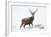 Red Deer Stag (Cervus Elaphus) on Open Moorland in Snow, Cairngorms Np, Scotland, UK, December-Mark Hamblin-Framed Photographic Print