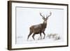 Red Deer Stag (Cervus Elaphus) on Open Moorland in Snow, Cairngorms Np, Scotland, UK, December-Mark Hamblin-Framed Photographic Print