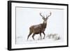 Red Deer Stag (Cervus Elaphus) on Open Moorland in Snow, Cairngorms Np, Scotland, UK, December-Mark Hamblin-Framed Photographic Print