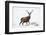 Red Deer Stag (Cervus Elaphus) on Open Moorland in Snow, Cairngorms Np, Scotland, UK, December-Mark Hamblin-Framed Photographic Print