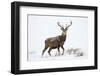 Red Deer Stag (Cervus Elaphus) on Open Moorland in Snow, Cairngorms Np, Scotland, UK, December-Mark Hamblin-Framed Photographic Print