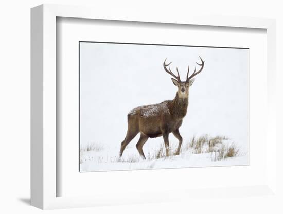 Red Deer Stag (Cervus Elaphus) on Open Moorland in Snow, Cairngorms Np, Scotland, UK, December-Mark Hamblin-Framed Photographic Print