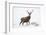 Red Deer Stag (Cervus Elaphus) on Open Moorland in Snow, Cairngorms Np, Scotland, UK, December-Mark Hamblin-Framed Photographic Print