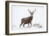 Red Deer Stag (Cervus Elaphus) on Open Moorland in Snow, Cairngorms Np, Scotland, UK, December-Mark Hamblin-Framed Photographic Print