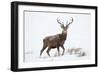 Red Deer Stag (Cervus Elaphus) on Open Moorland in Snow, Cairngorms Np, Scotland, UK, December-Mark Hamblin-Framed Photographic Print