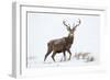 Red Deer Stag (Cervus Elaphus) on Open Moorland in Snow, Cairngorms Np, Scotland, UK, December-Mark Hamblin-Framed Photographic Print