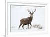 Red Deer Stag (Cervus Elaphus) on Open Moorland in Snow, Cairngorms Np, Scotland, UK, December-Mark Hamblin-Framed Photographic Print