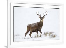 Red Deer Stag (Cervus Elaphus) on Open Moorland in Snow, Cairngorms Np, Scotland, UK, December-Mark Hamblin-Framed Photographic Print