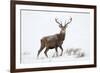 Red Deer Stag (Cervus Elaphus) on Open Moorland in Snow, Cairngorms Np, Scotland, UK, December-Mark Hamblin-Framed Photographic Print