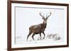 Red Deer Stag (Cervus Elaphus) on Open Moorland in Snow, Cairngorms Np, Scotland, UK, December-Mark Hamblin-Framed Photographic Print