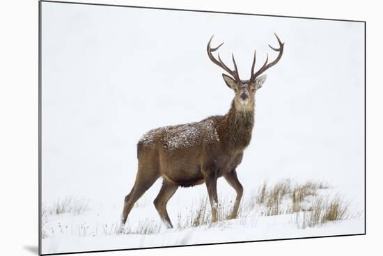 Red Deer Stag (Cervus Elaphus) on Open Moorland in Snow, Cairngorms Np, Scotland, UK, December-Mark Hamblin-Mounted Photographic Print