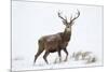 Red Deer Stag (Cervus Elaphus) on Open Moorland in Snow, Cairngorms Np, Scotland, UK, December-Mark Hamblin-Mounted Photographic Print