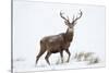 Red Deer Stag (Cervus Elaphus) on Open Moorland in Snow, Cairngorms Np, Scotland, UK, December-Mark Hamblin-Stretched Canvas