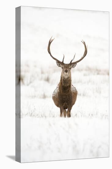 Red Deer Stag (Cervus Elaphus) Portrait in Snowy Moorland, Cairngorms Np, Scotland, UK, December-Mark Hamblin-Stretched Canvas