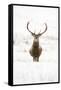 Red Deer Stag (Cervus Elaphus) Portrait in Snowy Moorland, Cairngorms Np, Scotland, UK, December-Mark Hamblin-Framed Stretched Canvas