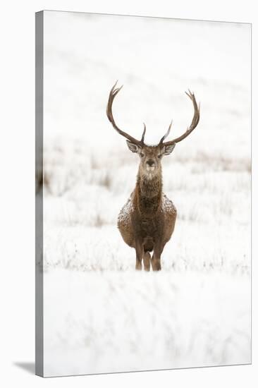 Red Deer Stag (Cervus Elaphus) Portrait in Snowy Moorland, Cairngorms Np, Scotland, UK, December-Mark Hamblin-Stretched Canvas